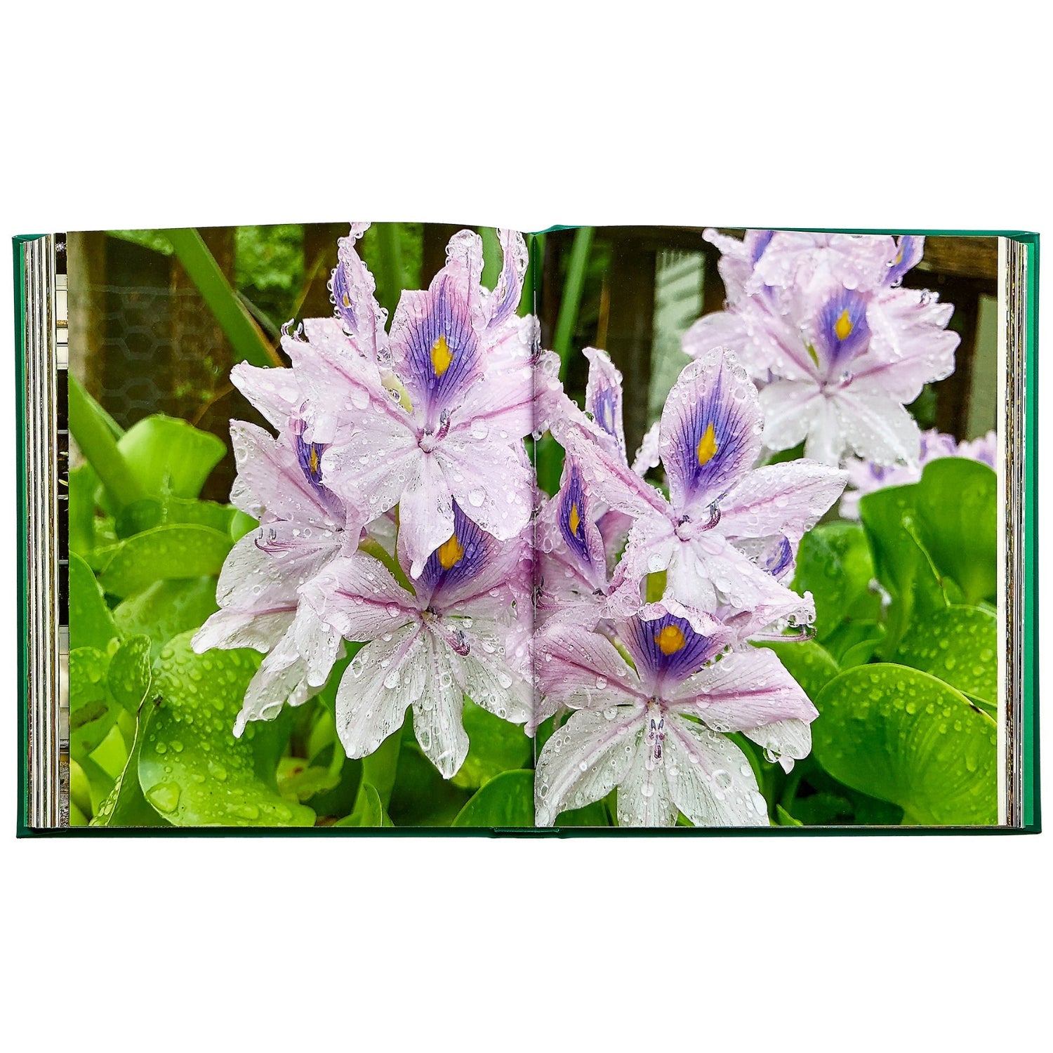 Bunny Williams: Life in the Garden book inside