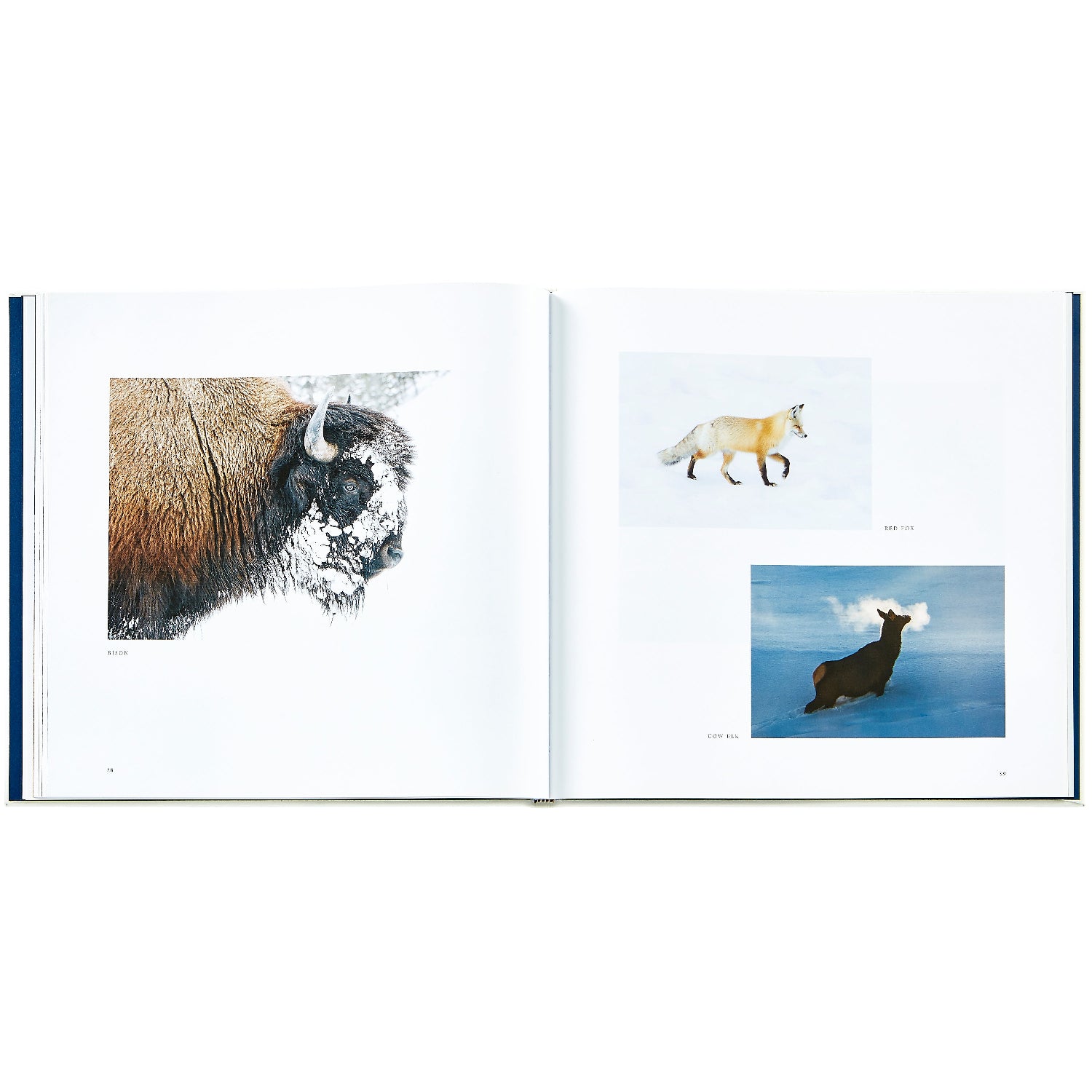 Yellowstone: A Land of Wild and Wonder book inside