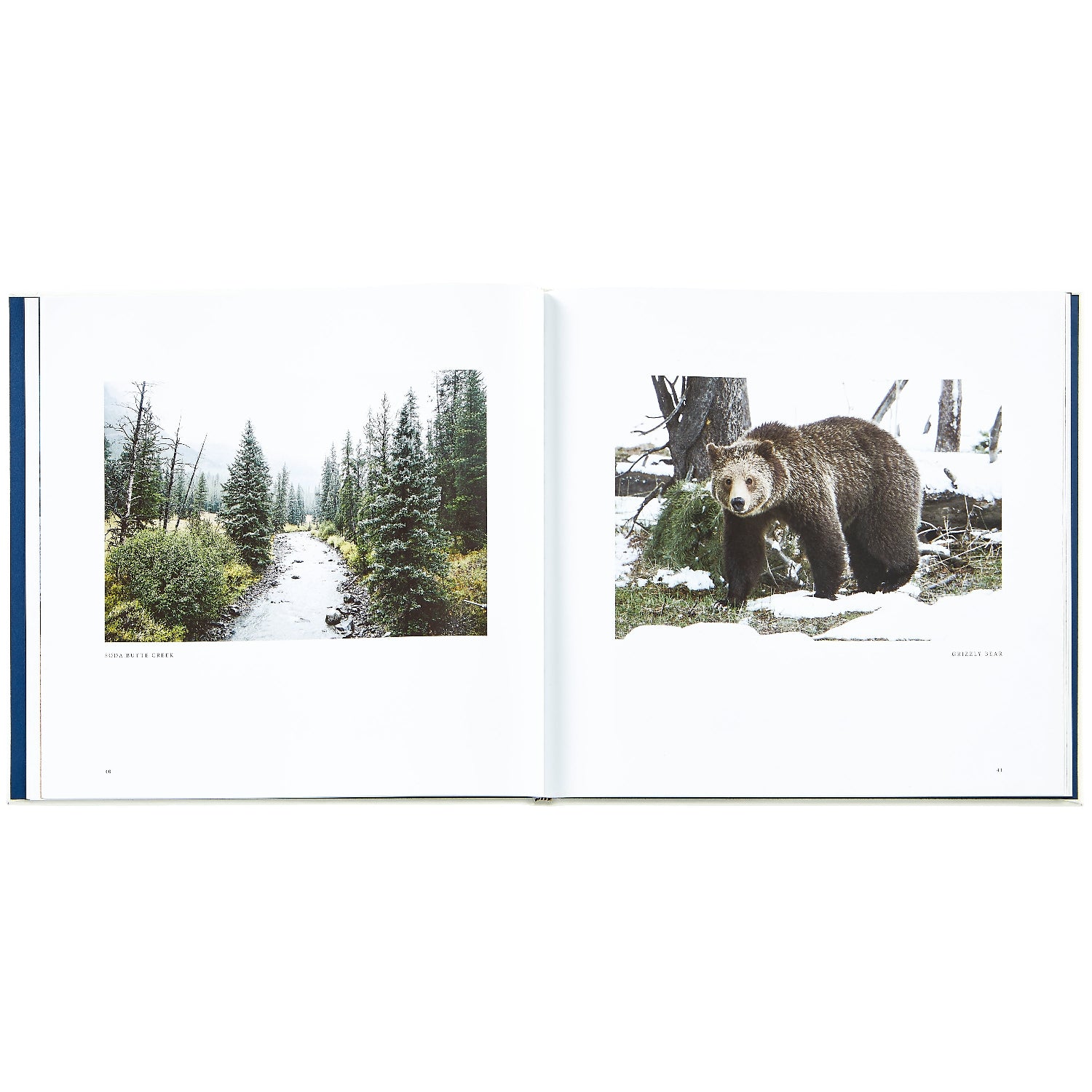 Yellowstone: A Land of Wild and Wonder book inside