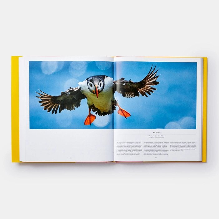 Bird exploring the winged world open