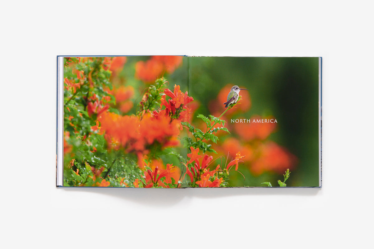 Bird planet book inside