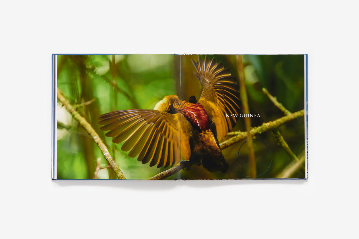 Bird planet book inside