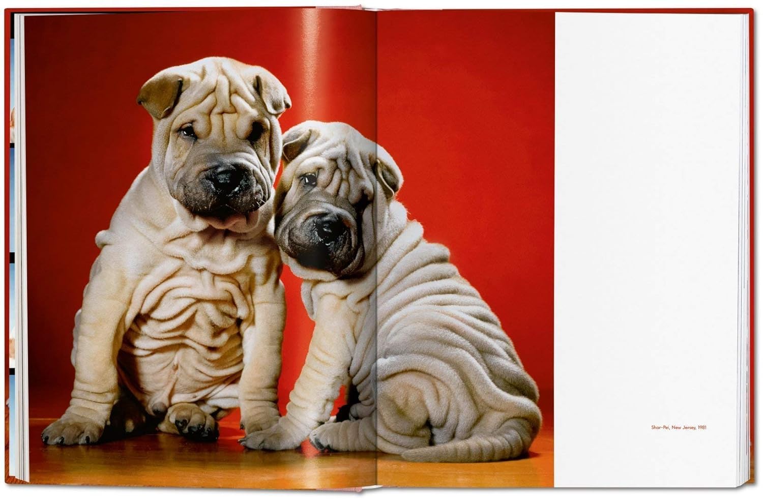 Dogs book inside