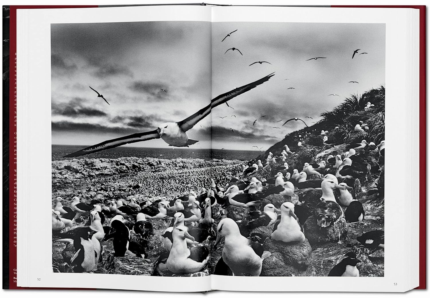 GENESIS (Sebastiao Salgado) book inside