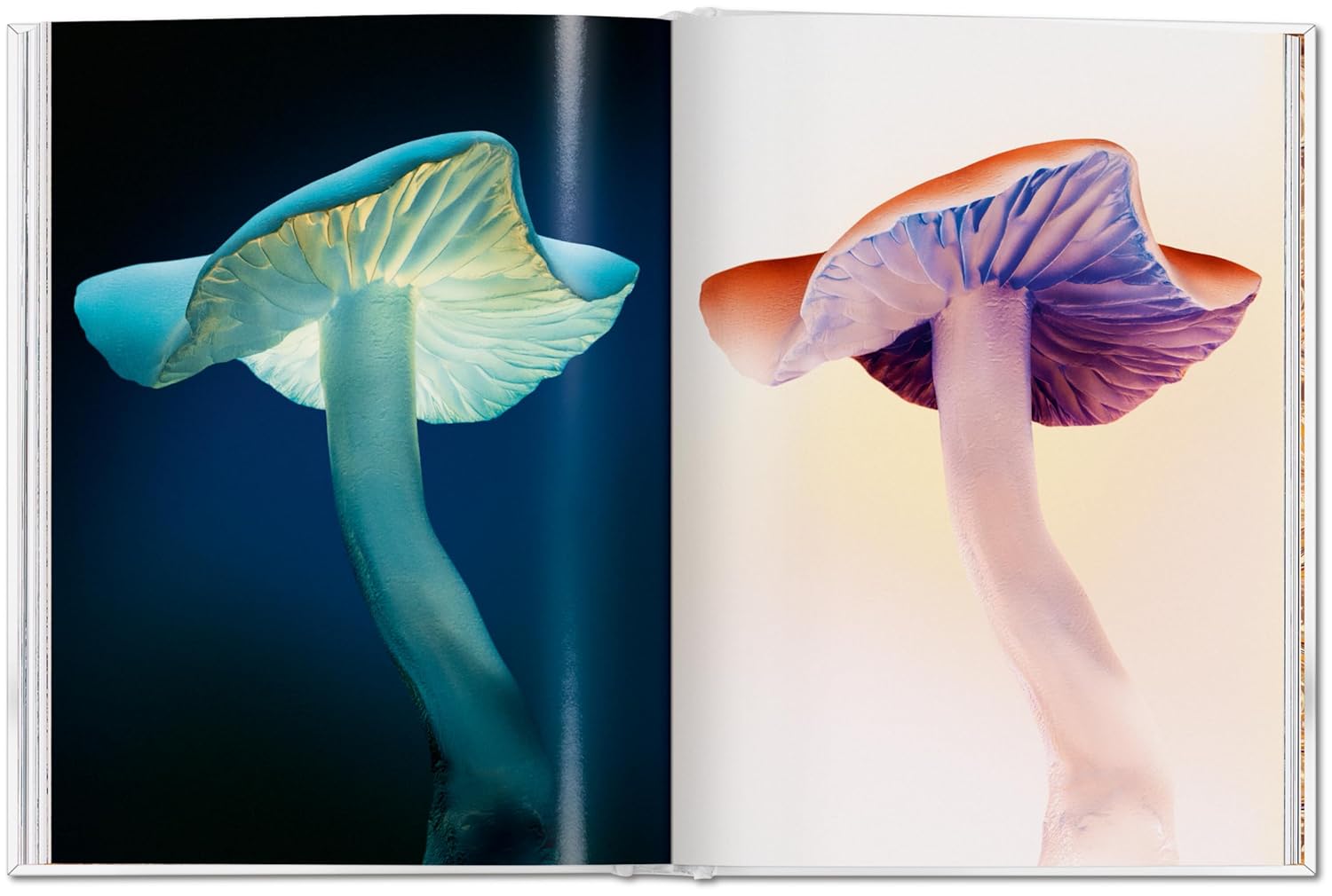 The Gourmand's Mushroom book inside
