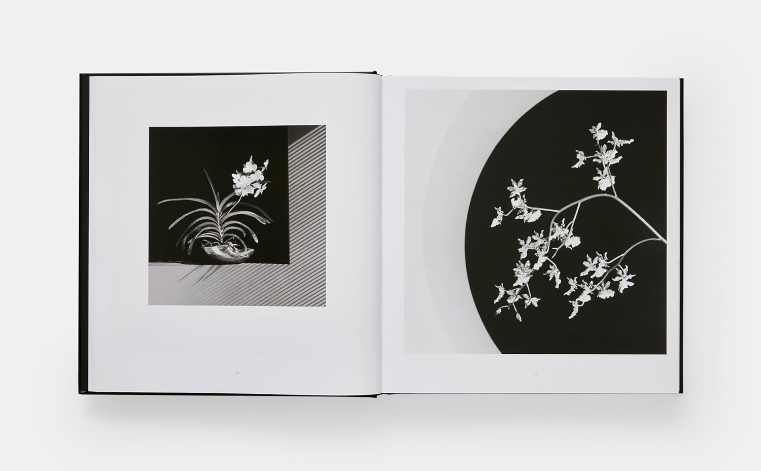 Mapplethorpe Flora book inside