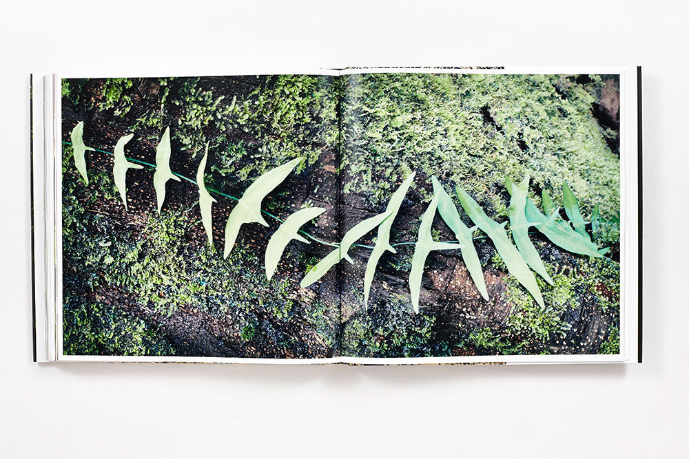 Rainforest book inside