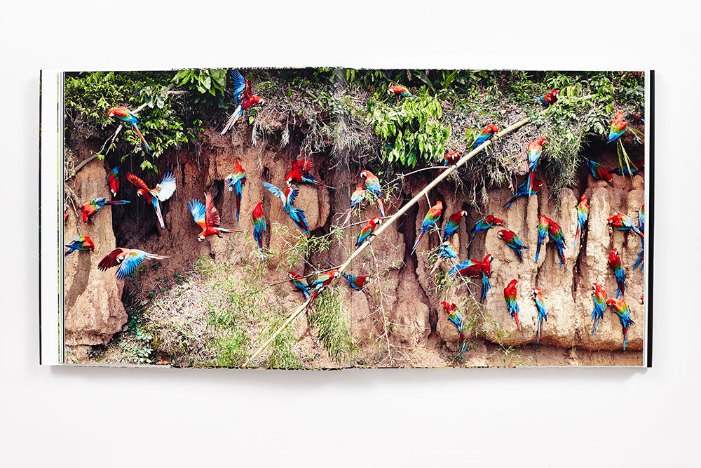 Rainforest book inside