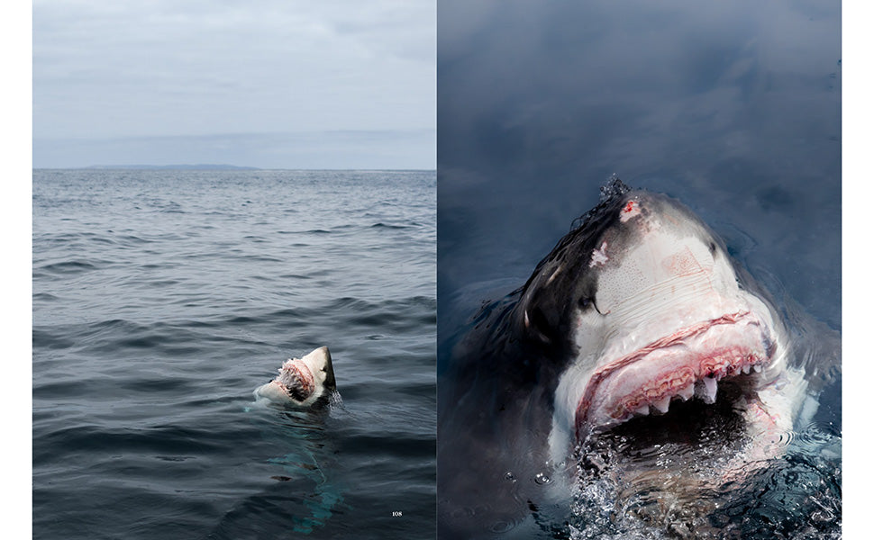 Shark portraits book inside