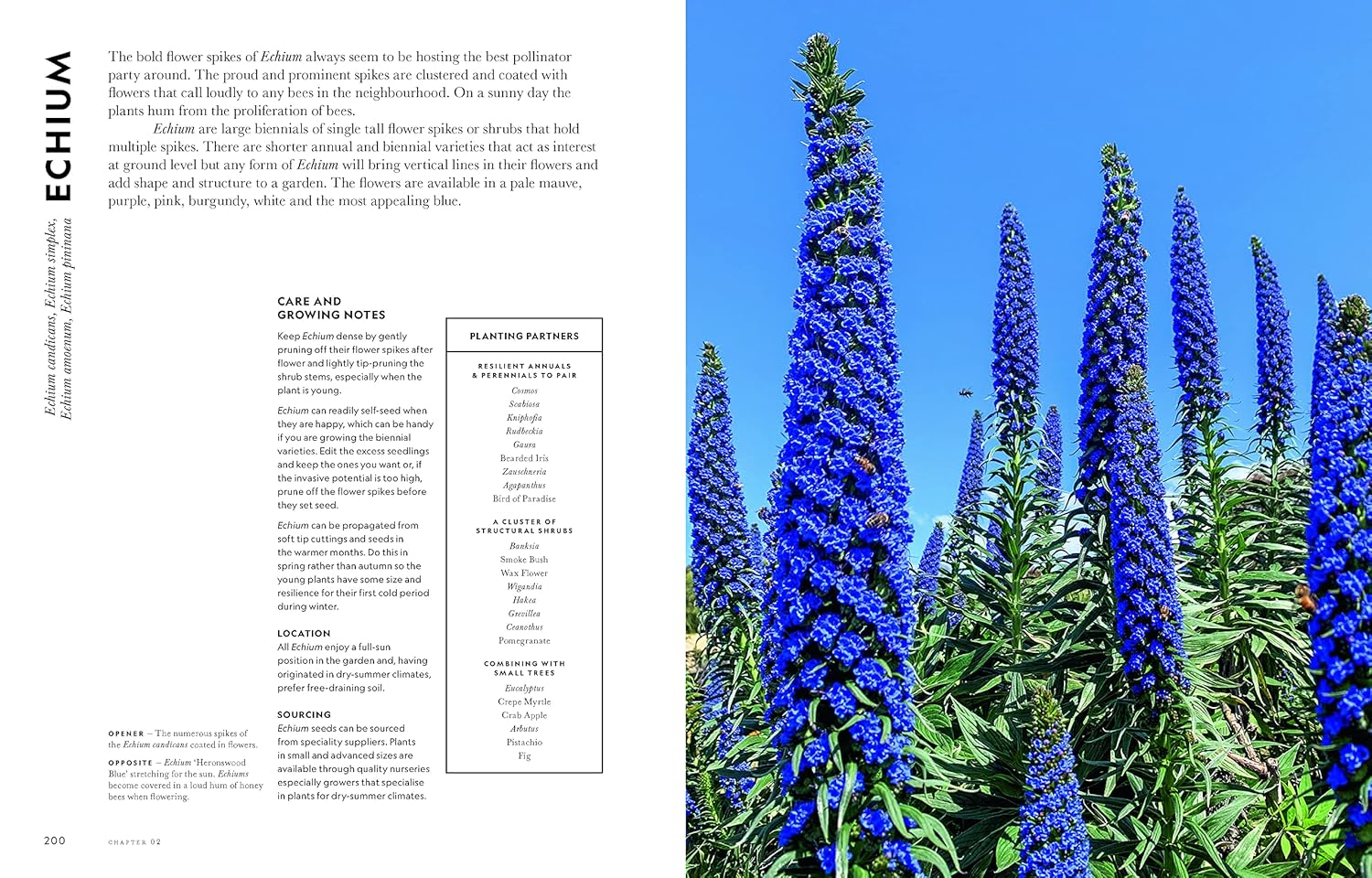 Super Bloom book inside