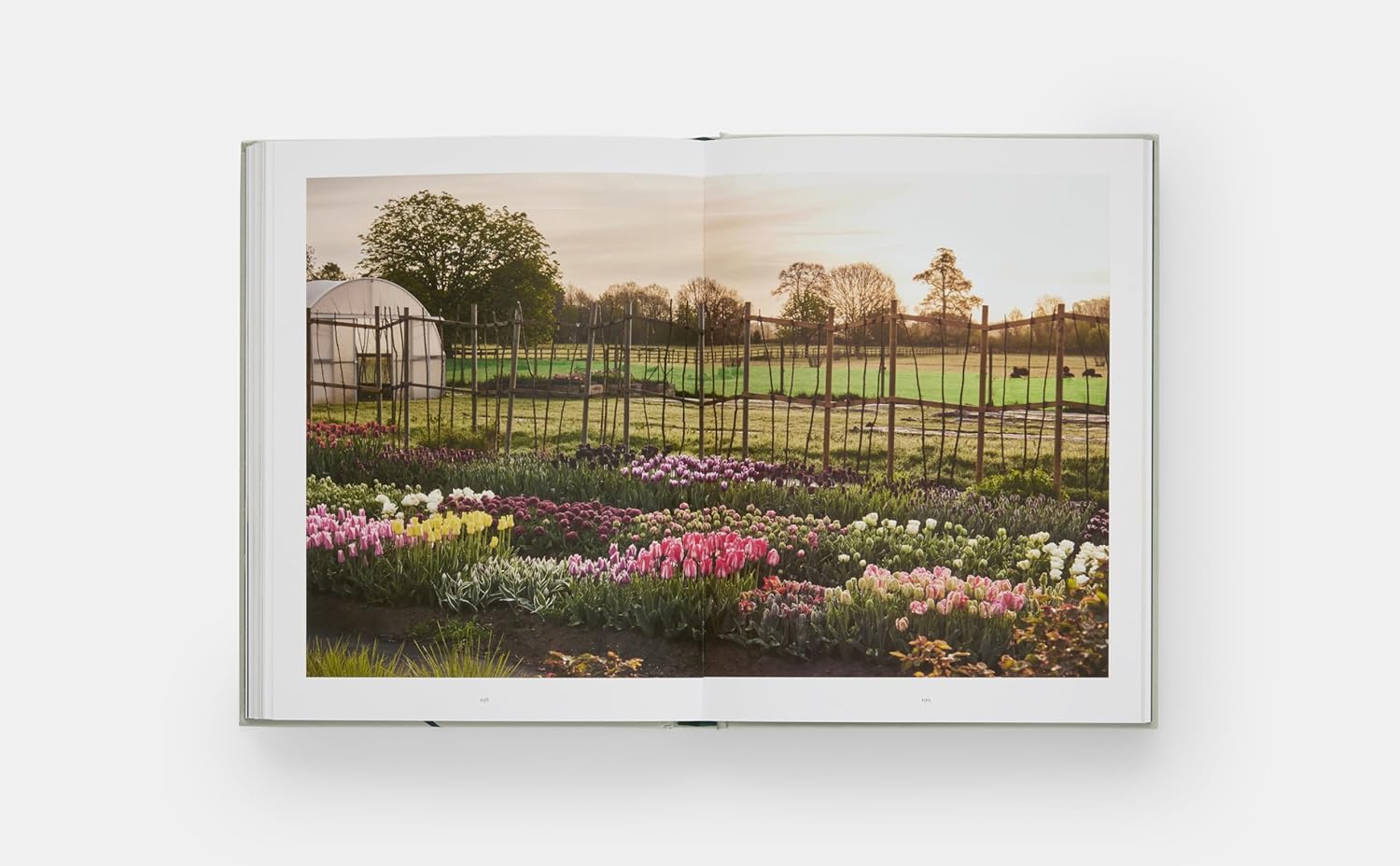 The Tulip Garden book inside