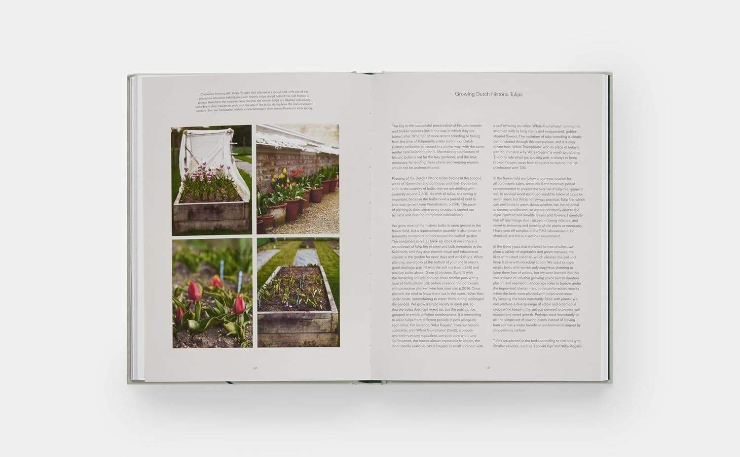 The Tulip Garden book inside