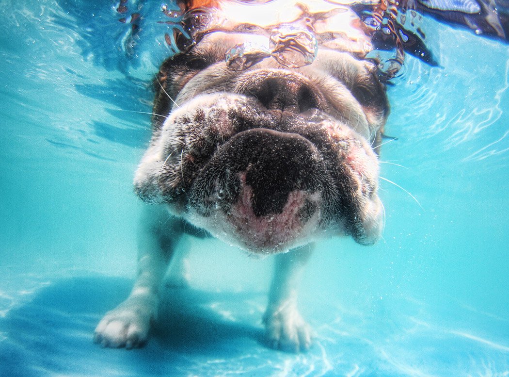 Underwater dogs book inside