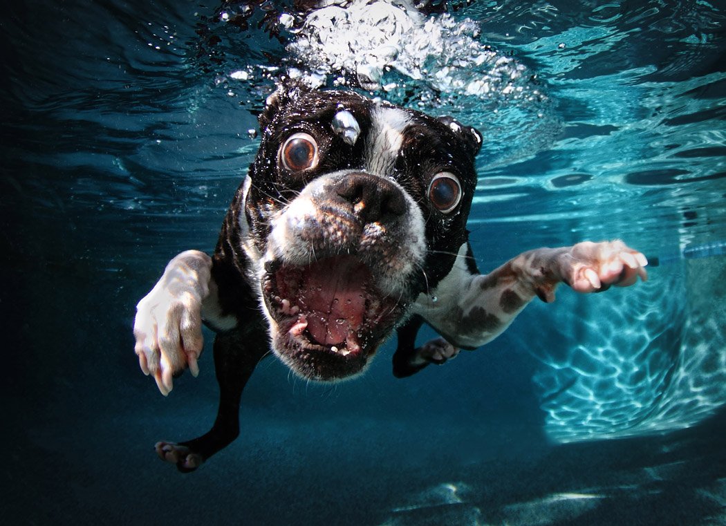 Underwater dogs book inside