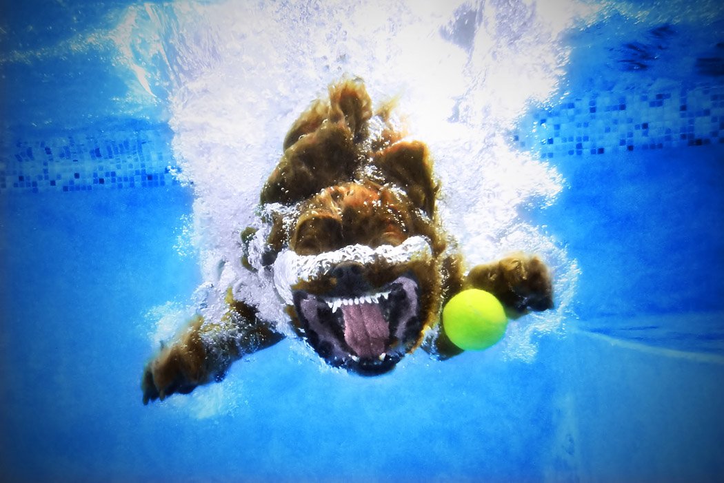 Underwater dogs book inside