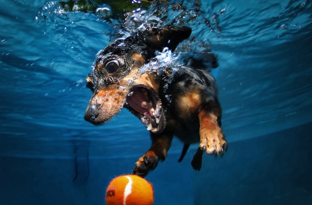 Underwater dogs book inside