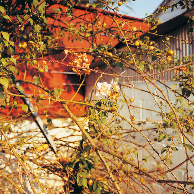 William Eggleston: 2 1/4 book inside