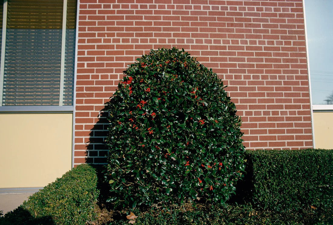William eggleston for now book photo