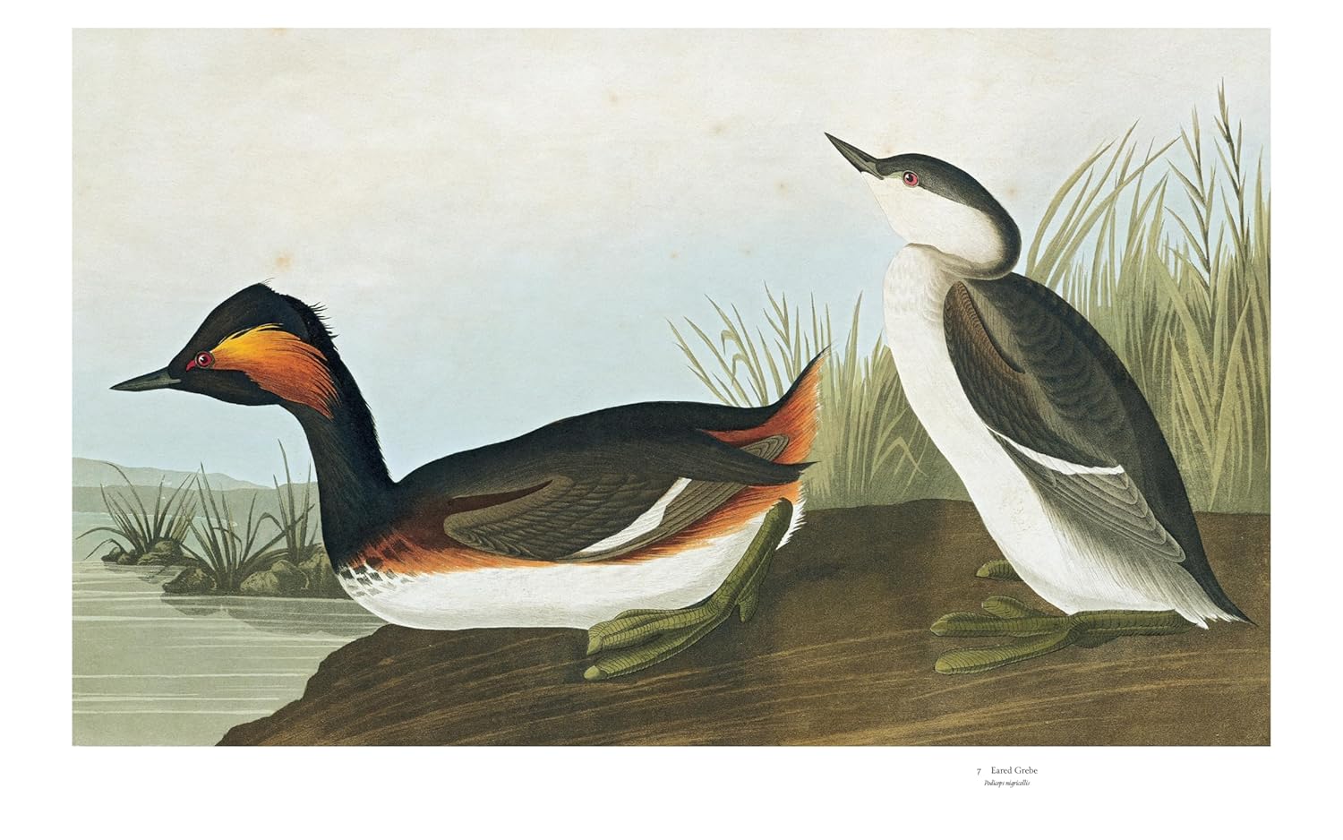 Audubon's Birds of America book inside