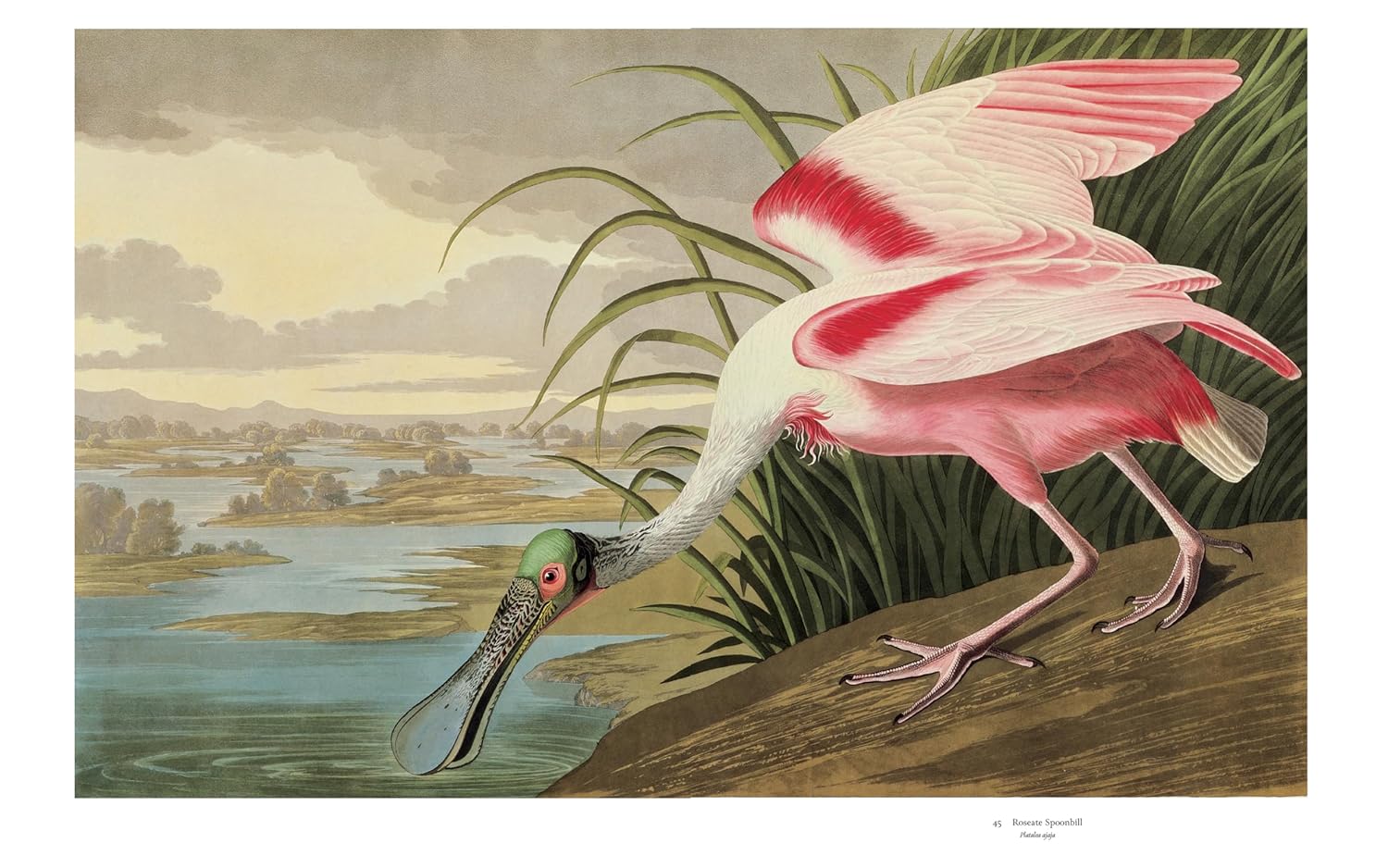 Audubon's Birds of America book inside