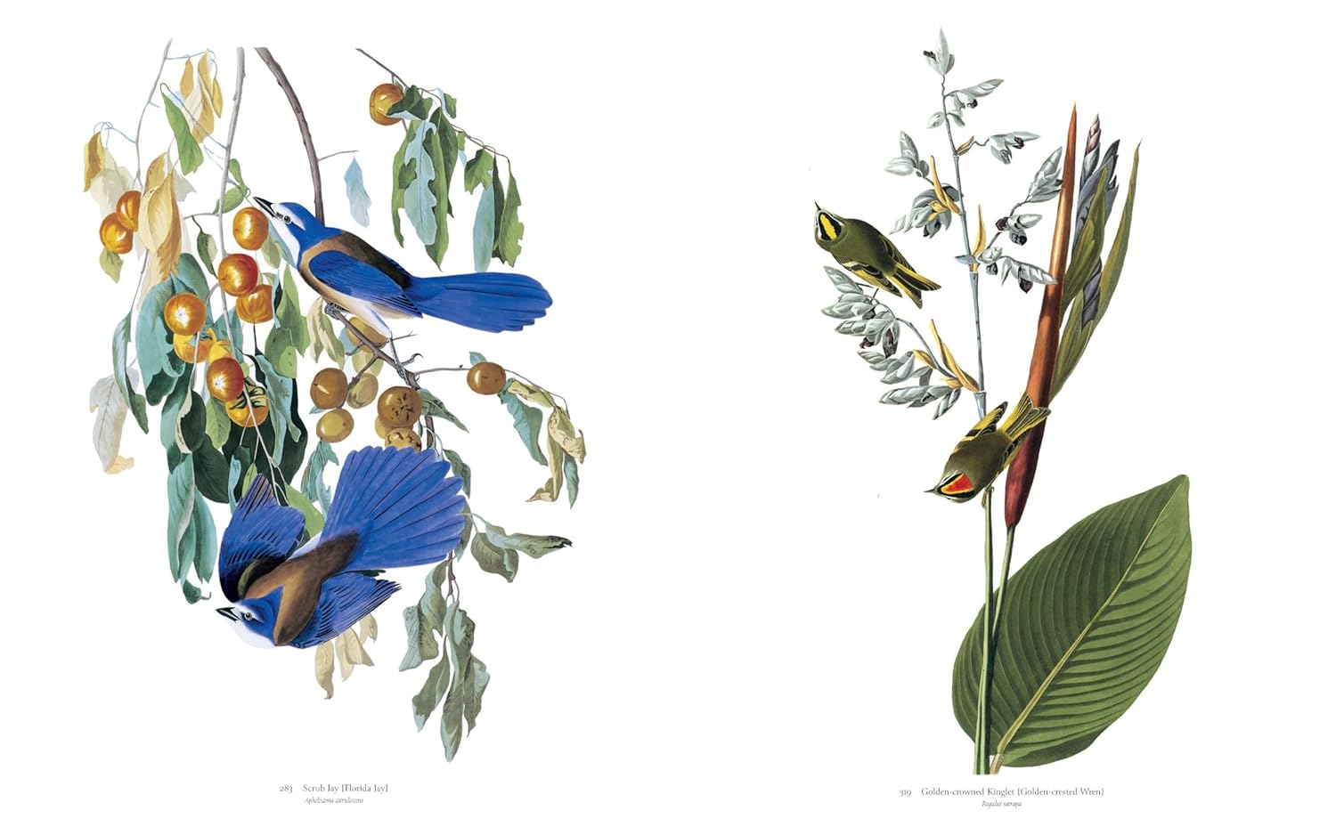Audubon's Birds of America book inside