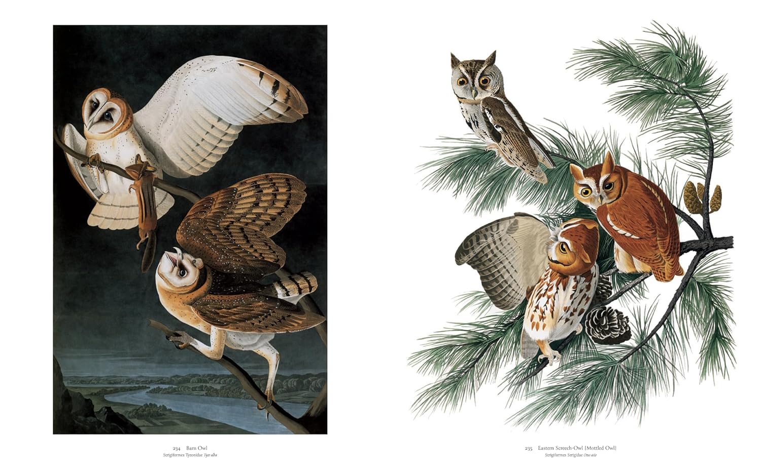 Audubon's Birds of America book inside