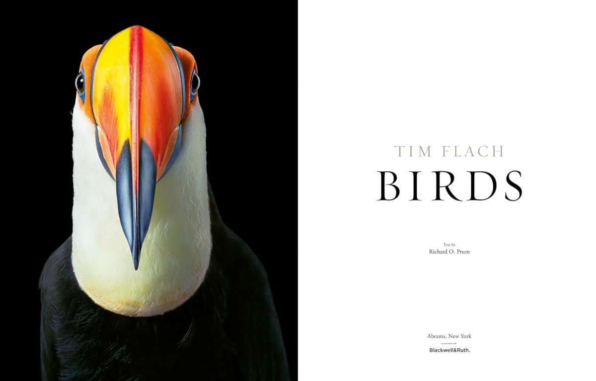 Birds Coffee Table Book Blank Canvas Bookstore
