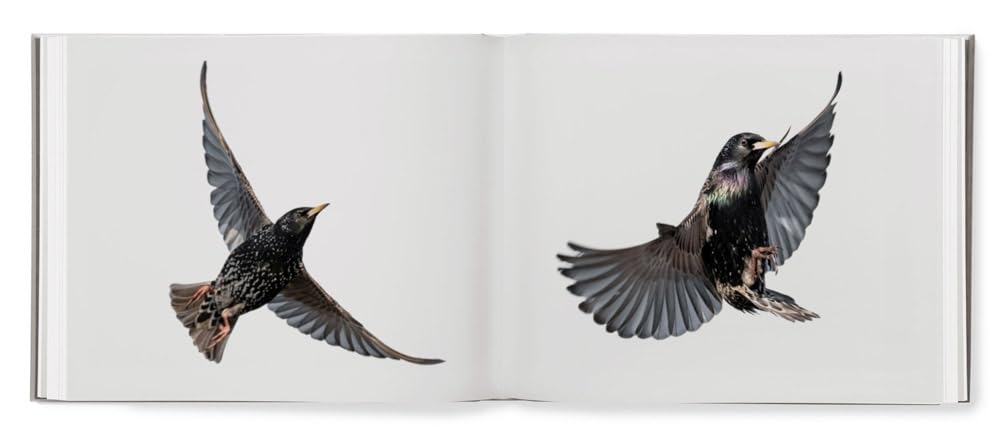 Black Sun book inside