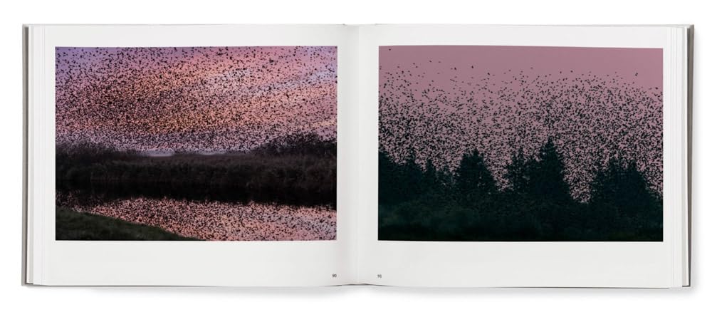 Black Sun book inside