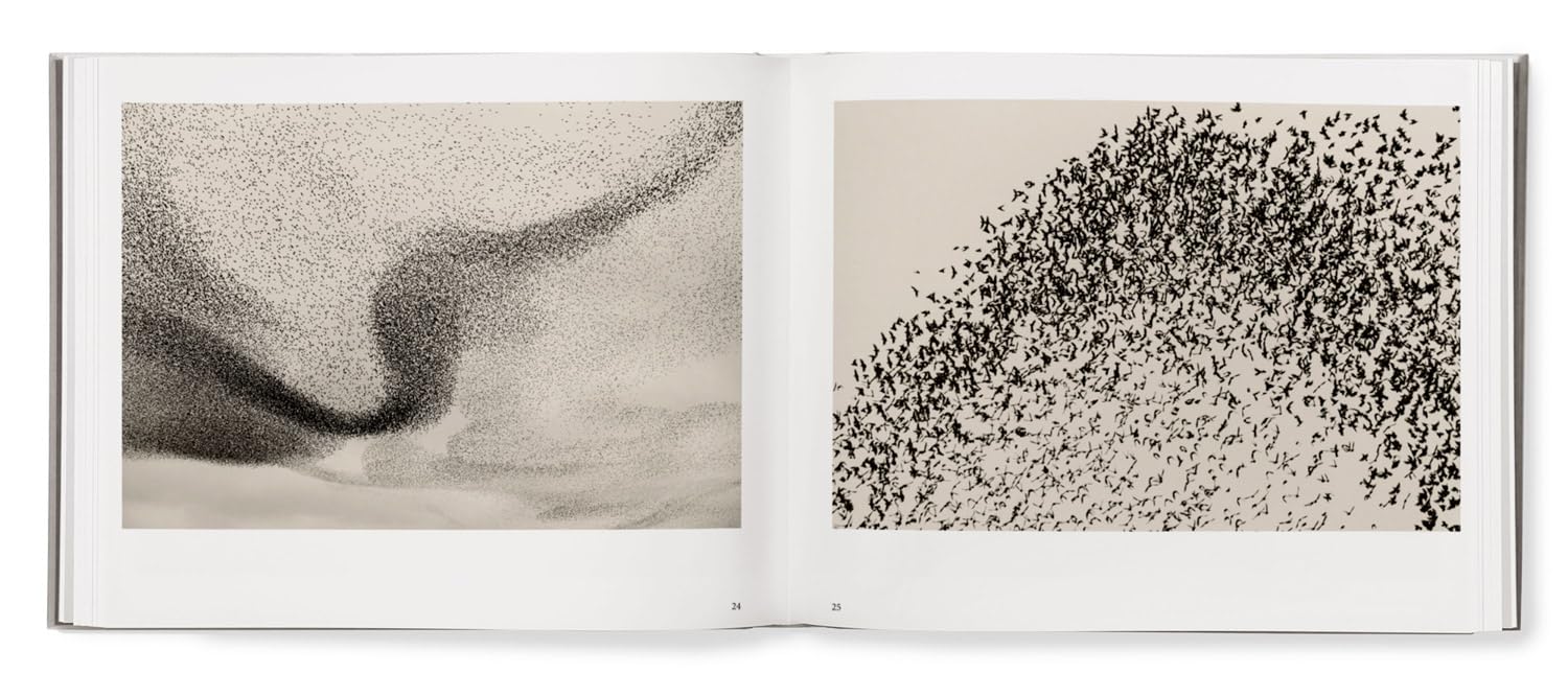Black Sun book inside