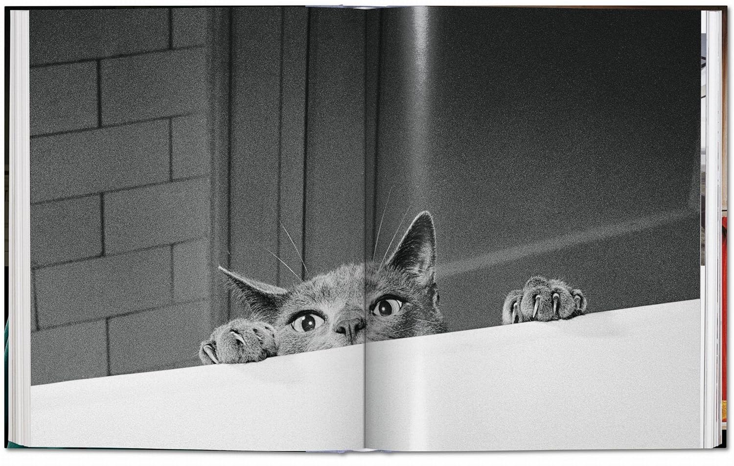 Cats book inside
