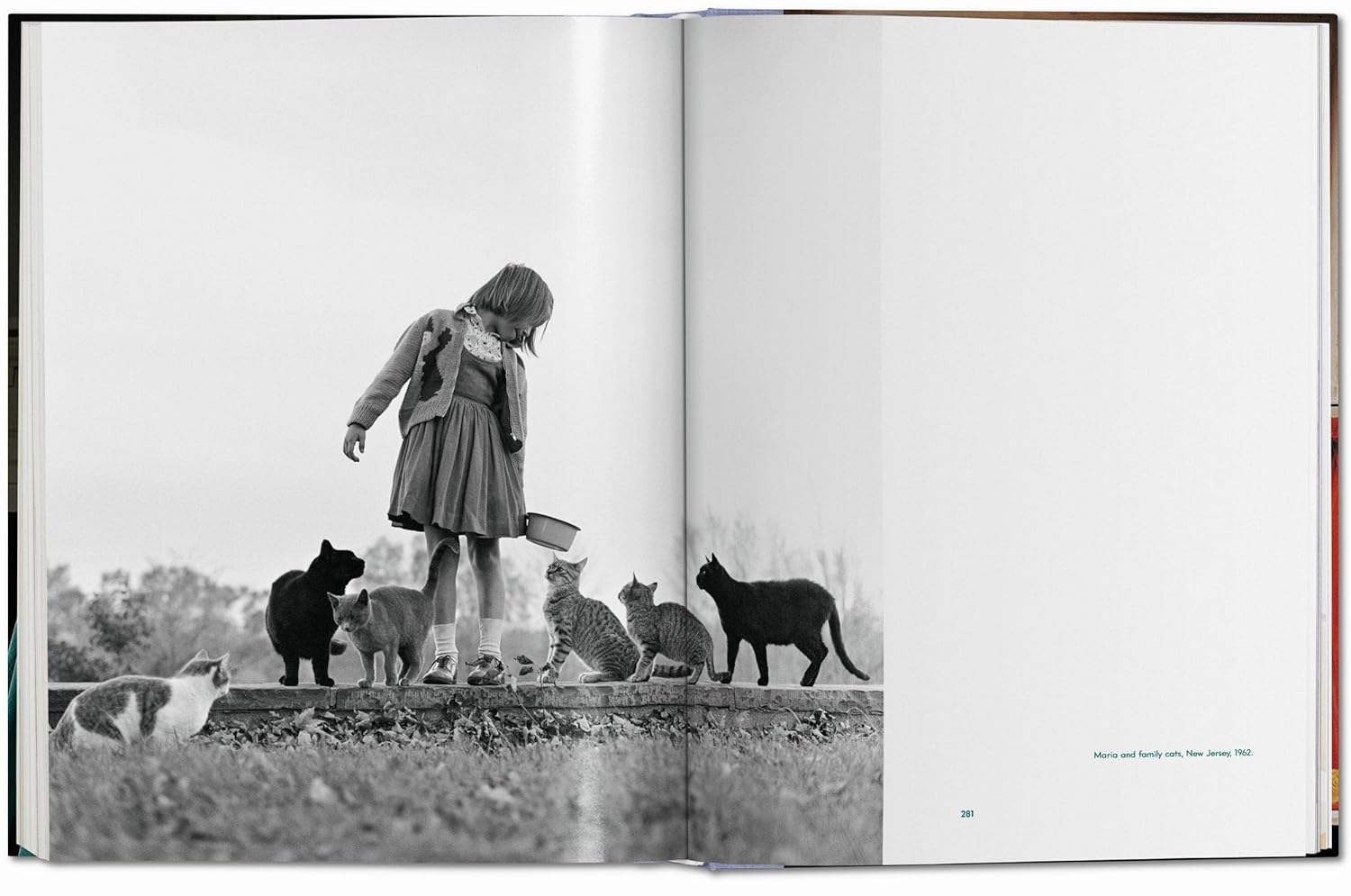 Cats book inside