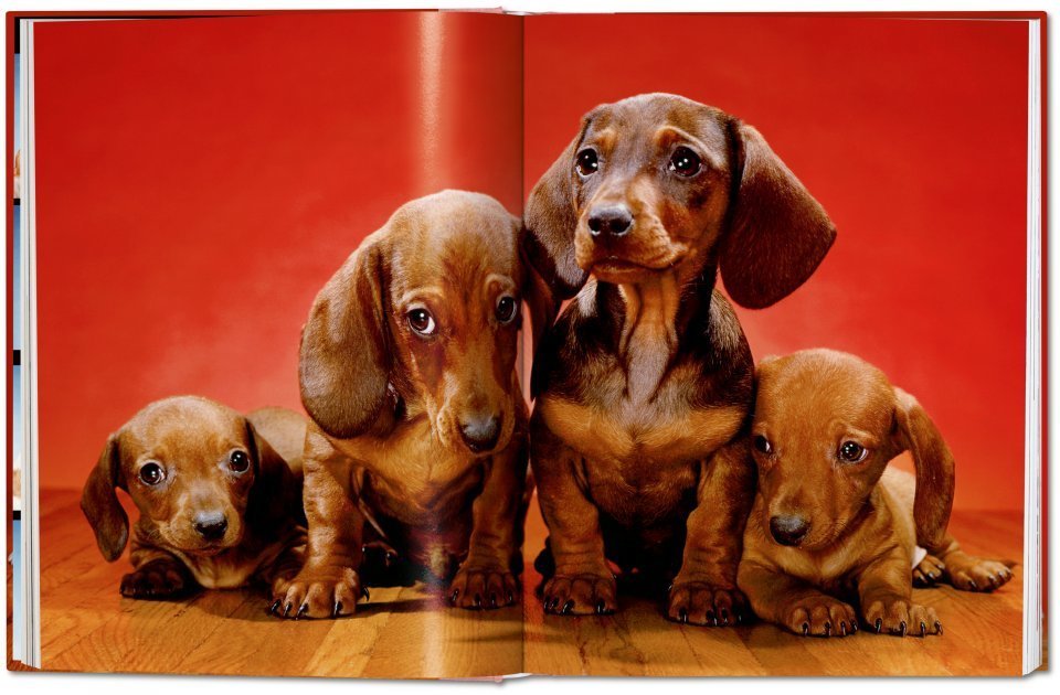 Dogs book inside