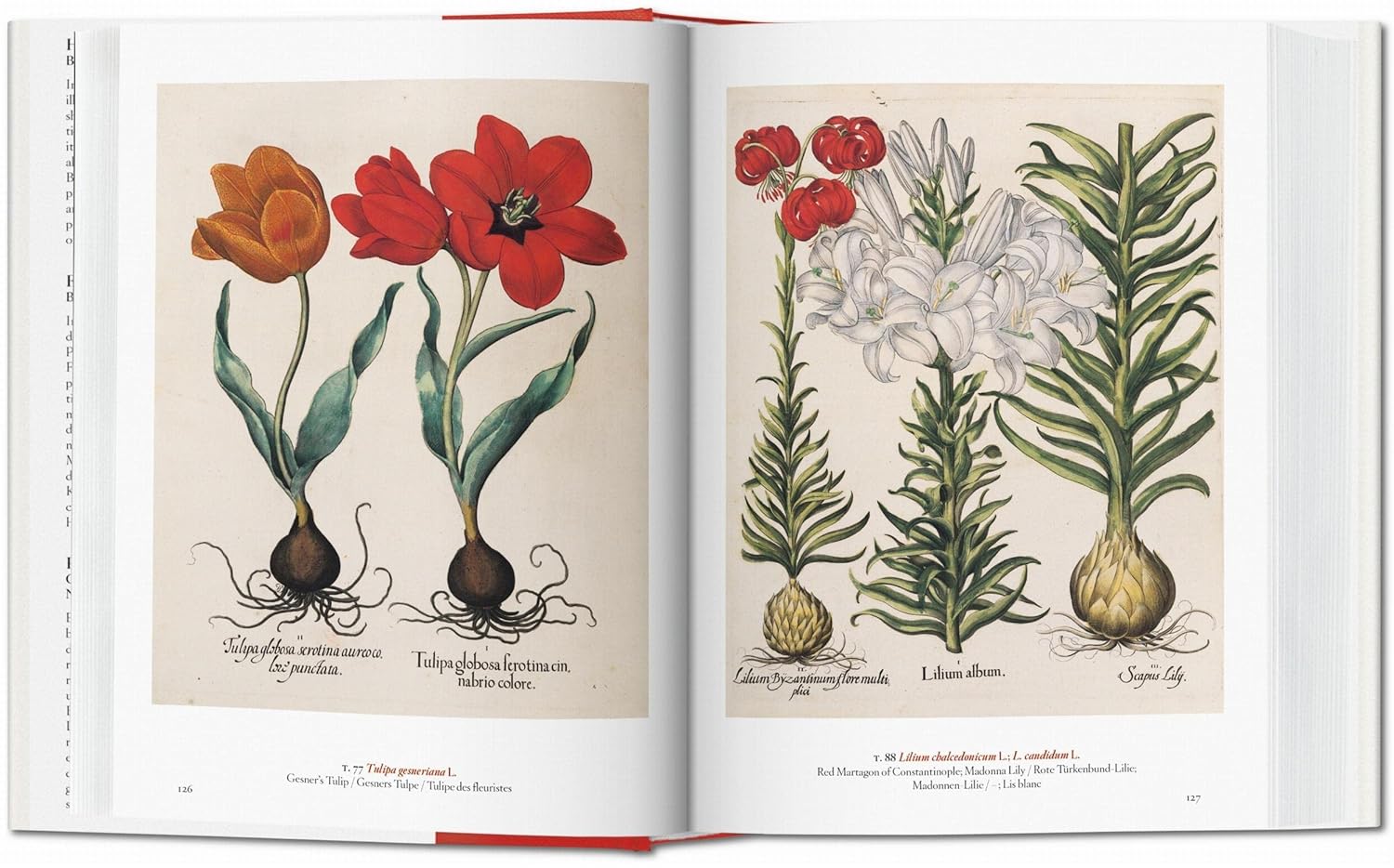 A Garden Eden book inside