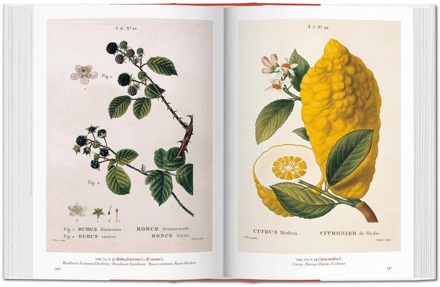 A Garden Eden book inside