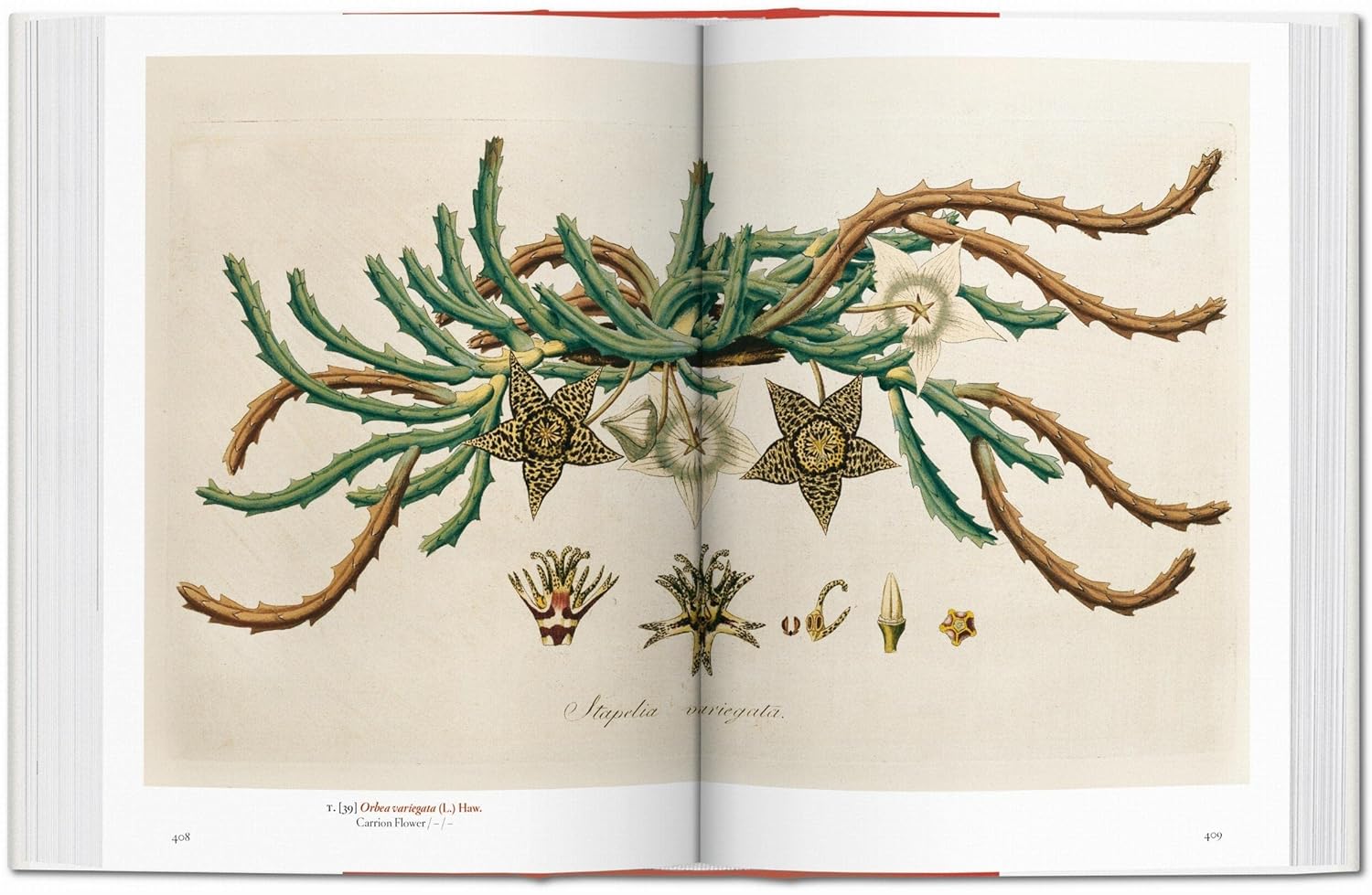 A Garden Eden book inside