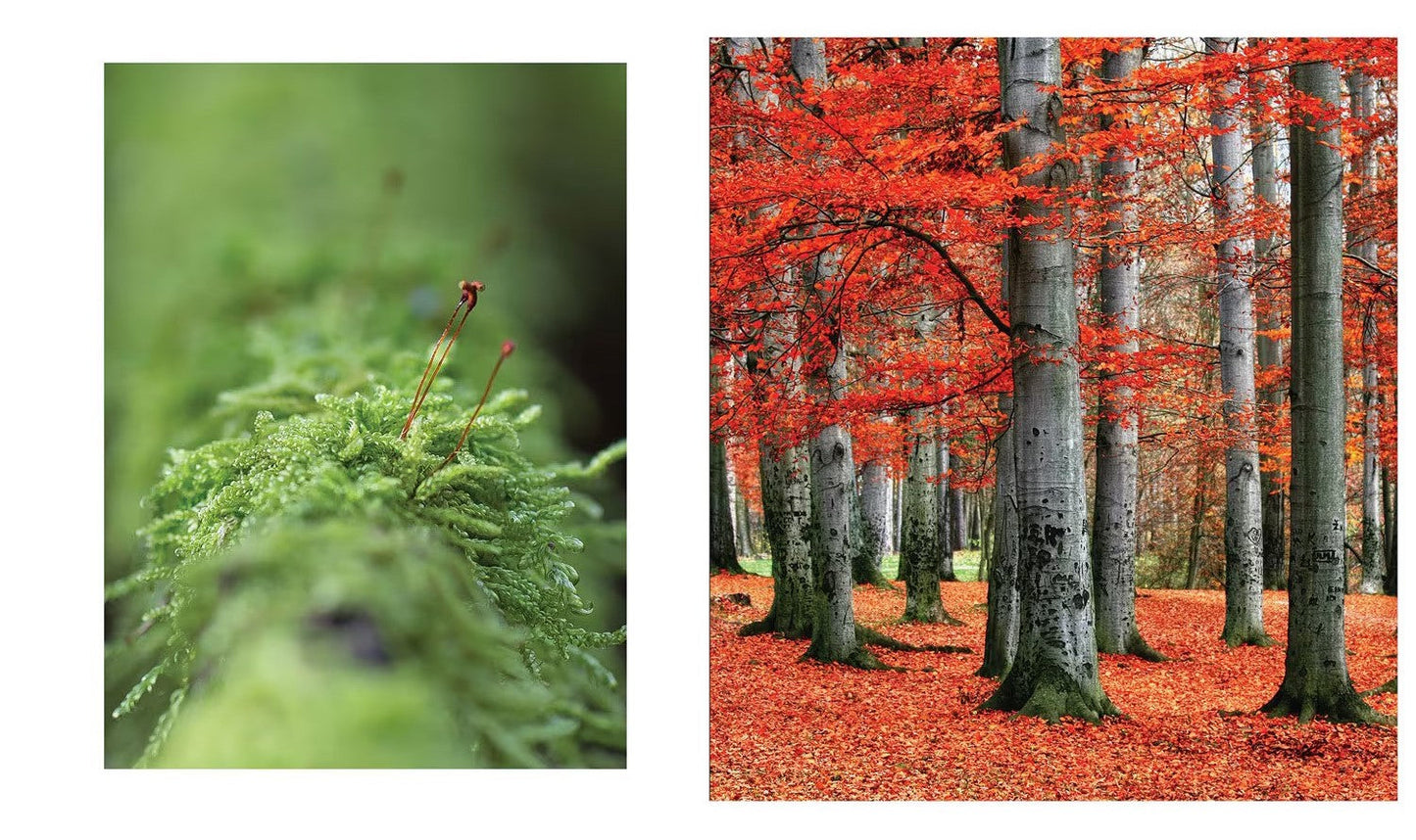 the hidden life of trees