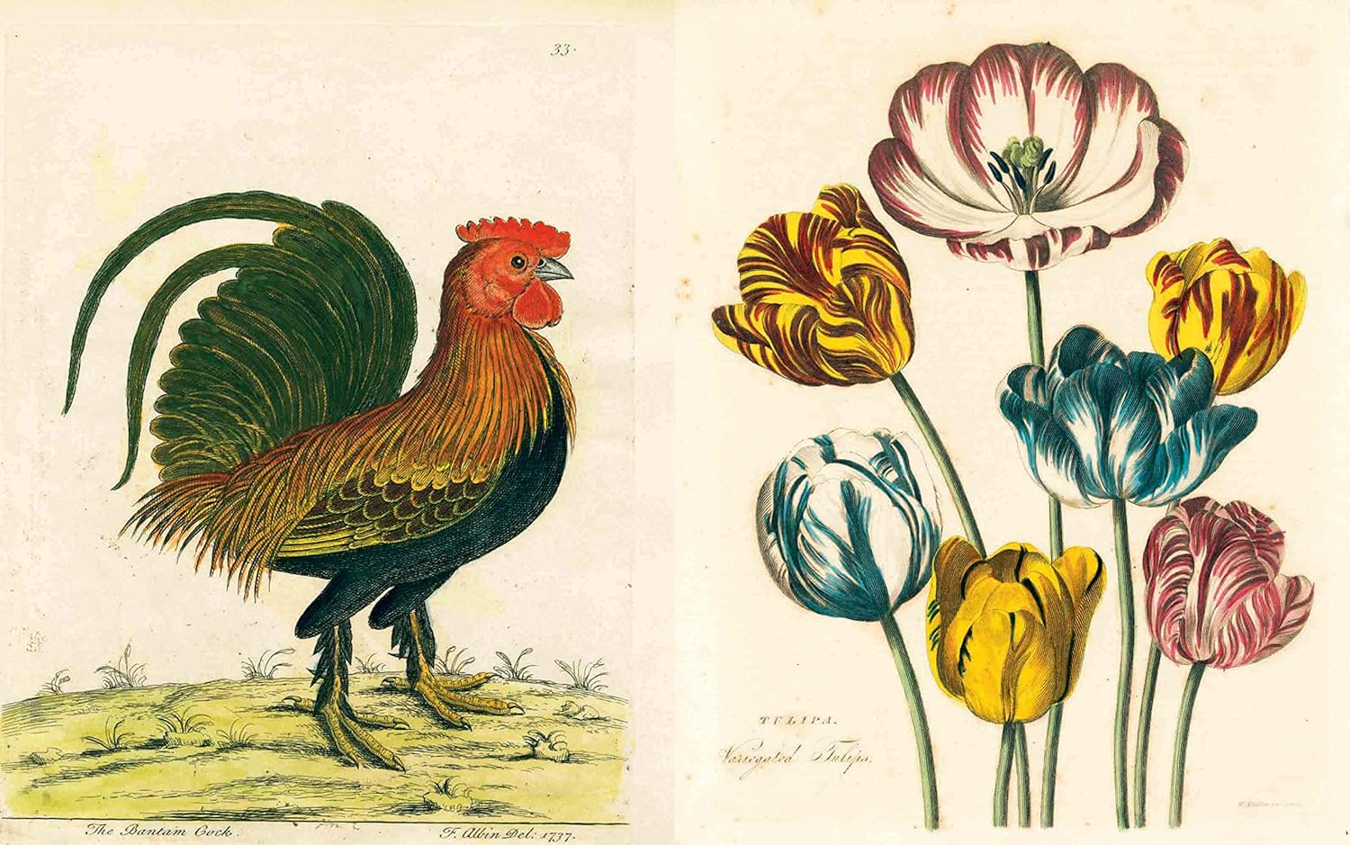 John derian picture book inside