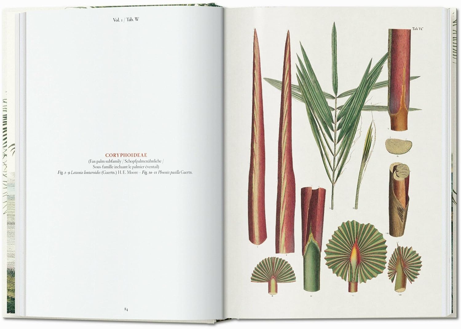 The Book of Palms book inside