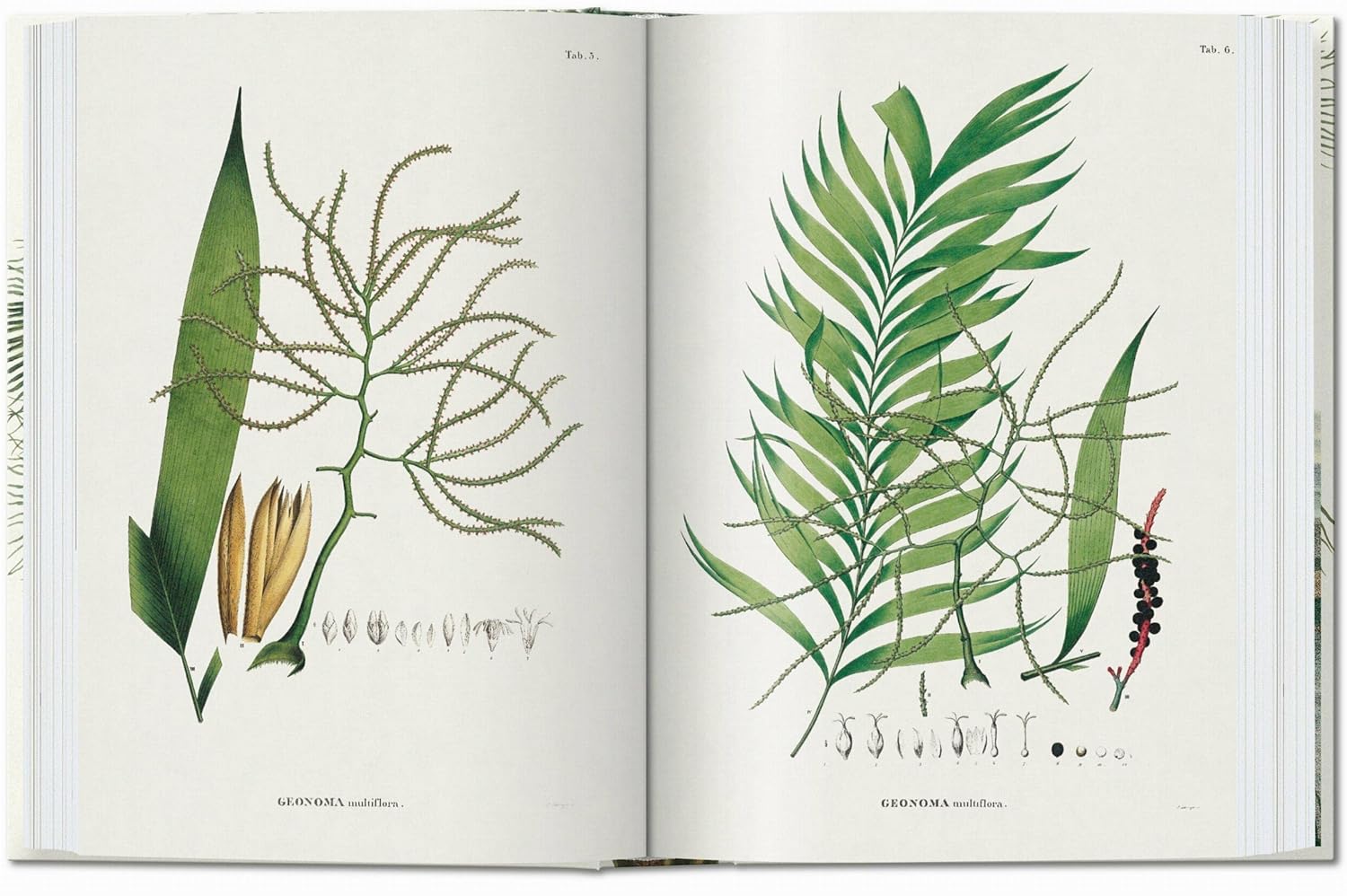 The Book of Palms book inside