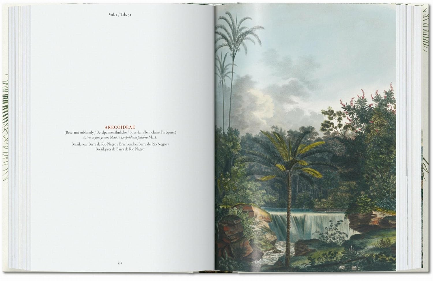 The Book of Palms book inside