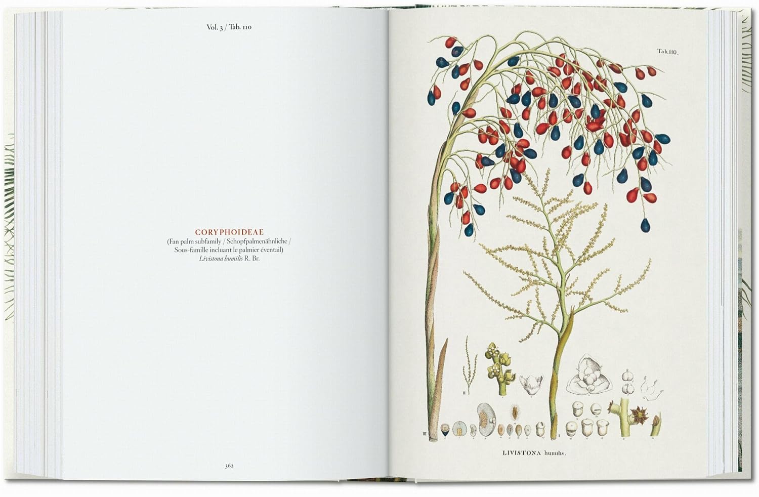 The Book of Palms book inside