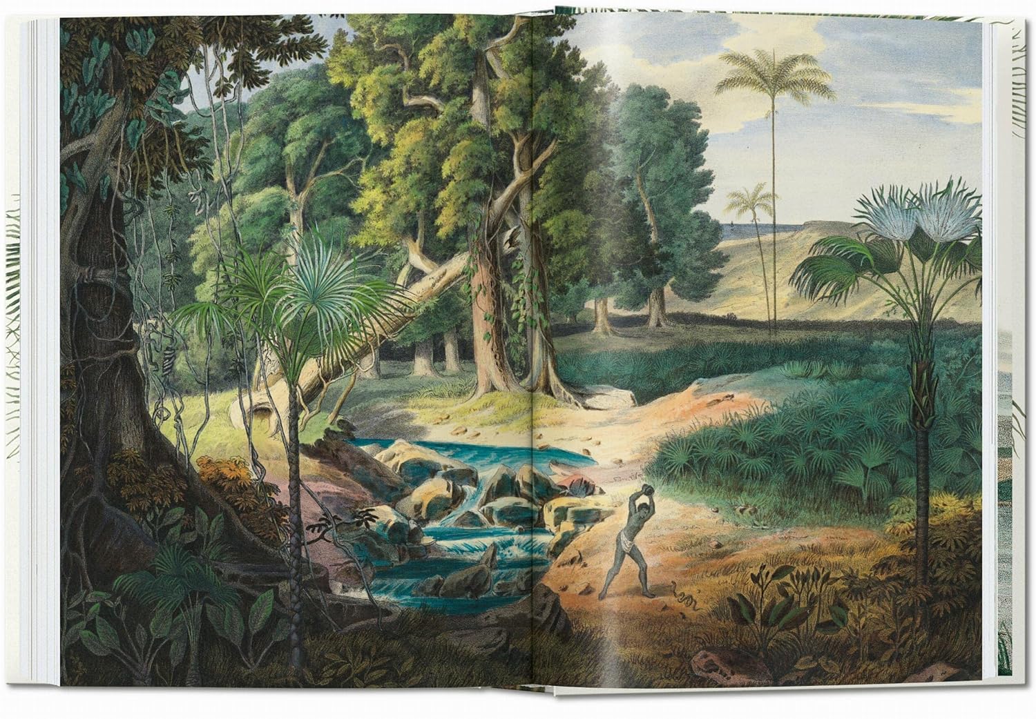 The Book of Palms book inside