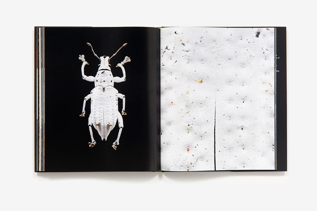 Microsculpture: Portraits of Insects Book – Blank Canvas Bookstore