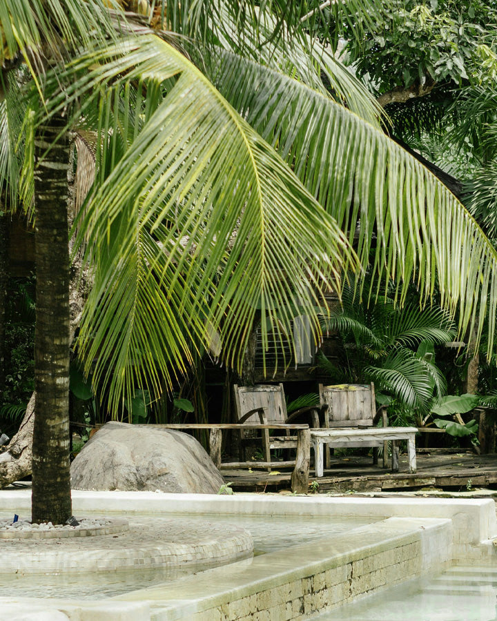 Chairs sitting under palm trees at resort pool