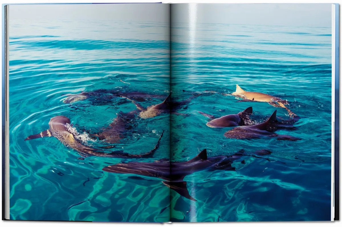 Sharks book inside