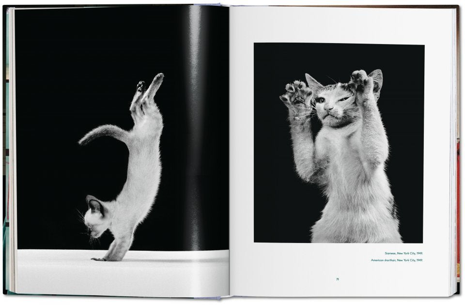 Cats book open