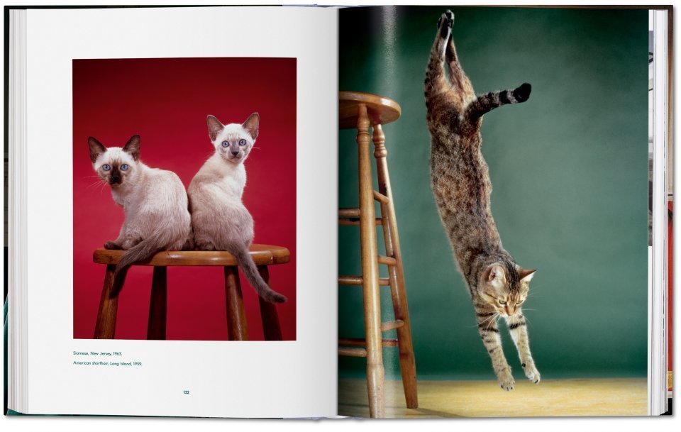 Cats book open