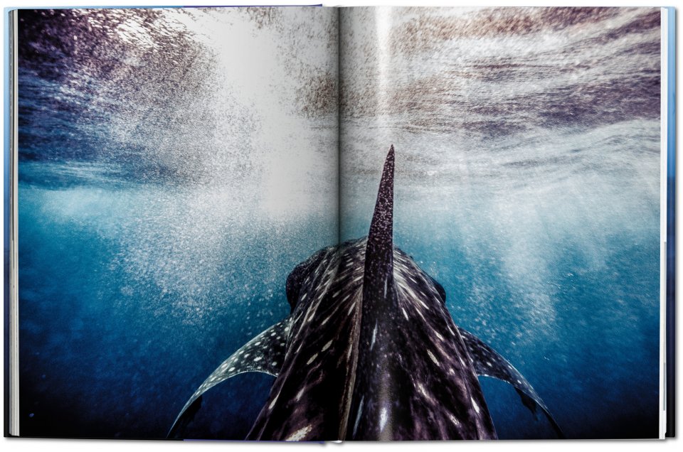 Sharks book open